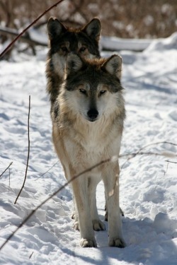 sisterofthewolves:Picture by Rebecca BoseMexican gray wolves (Canis lupus baileyi)