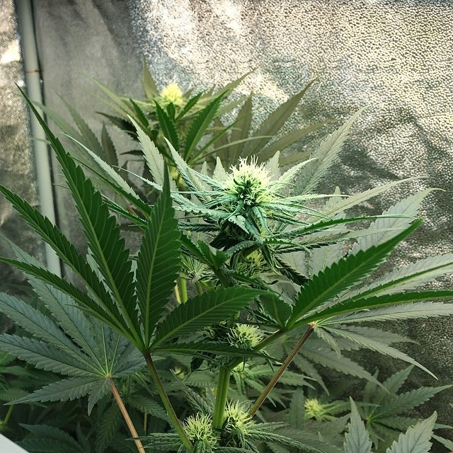 weedporndaily:  #PlanetX… more like Planet SeXy lol. This is one beautiful strain