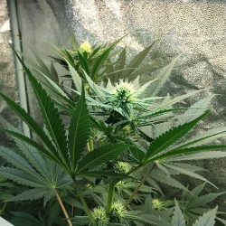 weedporndaily:  #PlanetX… more like Planet SeXy lol. This is one beautiful strain from @tg_genetics! I believe I’m in the early 20s for flowering, need to check the calendar. @loaf408 by saintstrange http://ift.tt/Tj94Rj