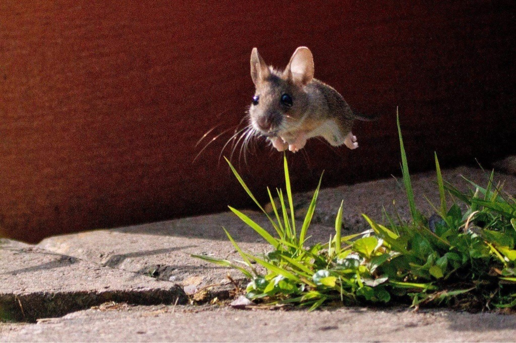 cute-overload:  Majestic mouse.http://cute-overload.tumblr.com