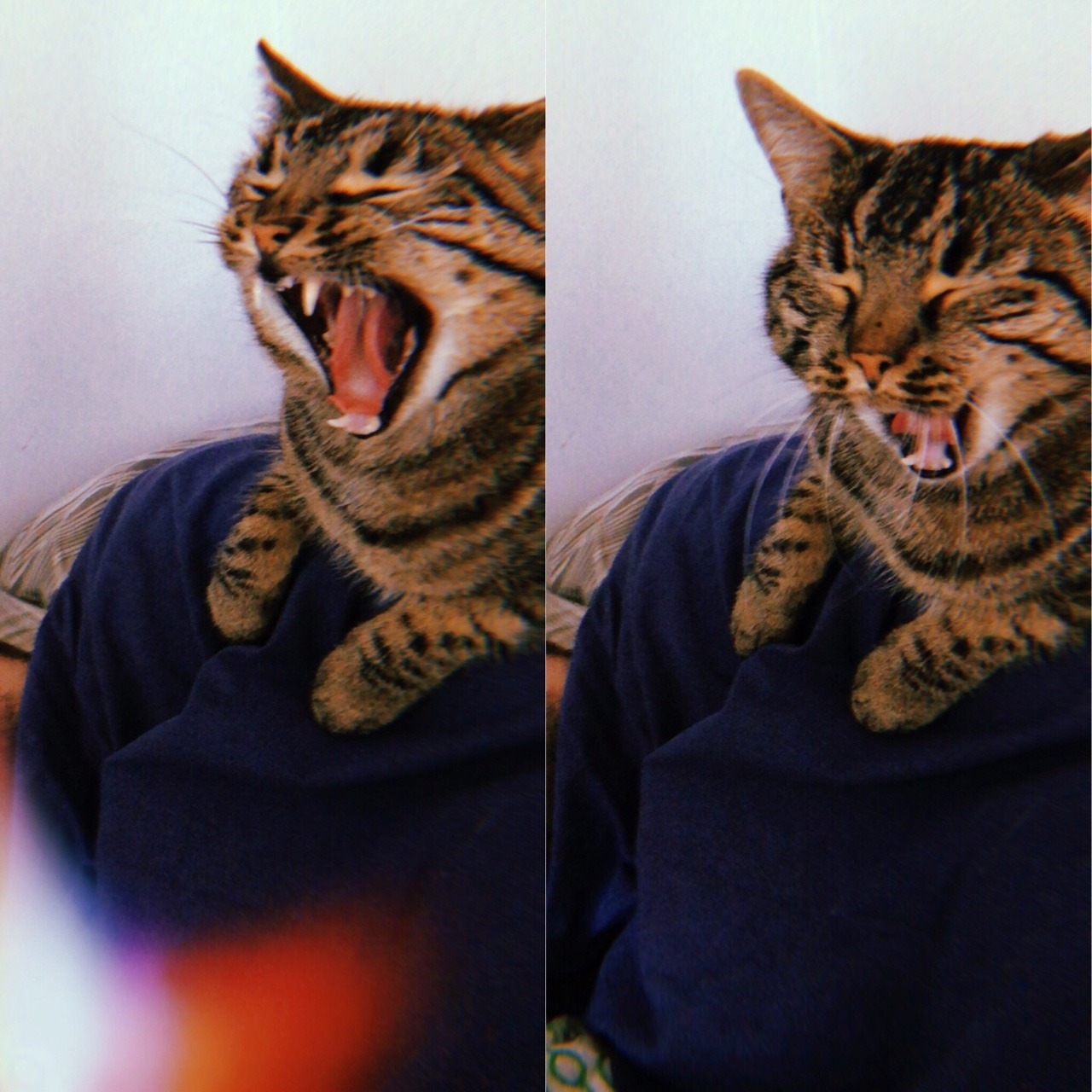 cursedcatimages:  primal scream
