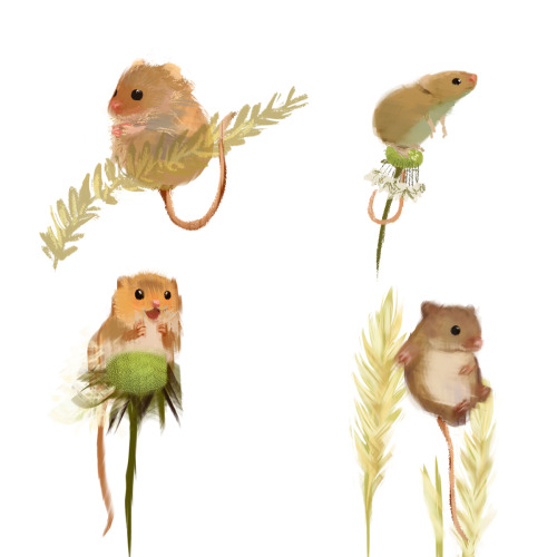 debbie-sketch:Jerboa and Harvest Mice sketches I did in the night ♡