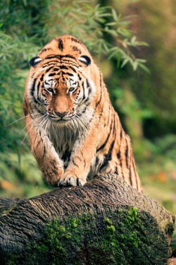 r2–d2:  Tiger by (René Unger) 