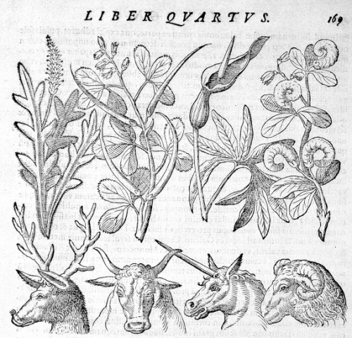 veiled-isis: Plants with root systems similar to horned mammals, such as bull and ram. Phytogno