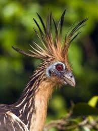 gloryworm:This is the hoatzin and yes they do have claws growing from their wings. Baby hoatzins use