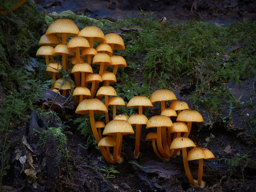 wordsnquotes:culturenlifestyle:Steve Axford Captures New Strange And Undocumented Australian Fungi S