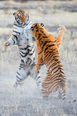 tryumphs:Fight! photographed by Alexandr