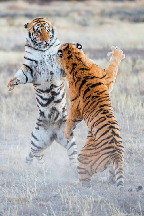 tryumphs: Fight! photographed by Alexandr Sanin