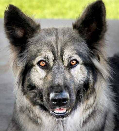 hordies4lyfe:  The American Alsatian Dog. A mixture of The German Shepherd, Great Pyrenees, Anatolia