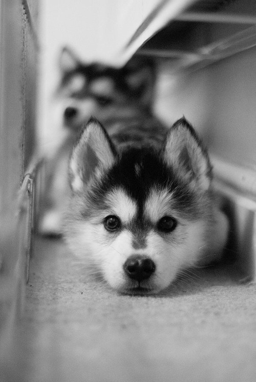 tati-souza:  puppys*-* no We Heart It. http://weheartit.com/entry/90929598?utm_campaign=share&amp;utm_medium=image_share&amp;utm_source=tumblr