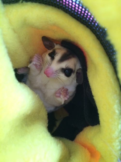 finallyjenna:  suggiesmama:  MoMo got neutered this morning. he is doing so well and I’m so happy for him. I’m glad we got him in earlier than we originally planned, but even happier that he doesn’t seem to be in lots of pain or really freaked out.