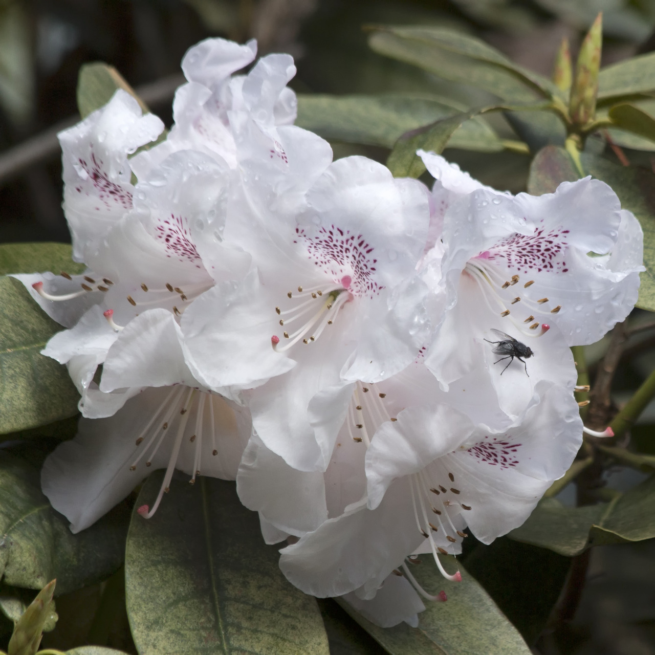 textless:  Crystal Springs Rhododendron Garden, Portland OR. 
