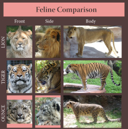 howtoskinatiger:  spindlebug:  helpyoudraw:  Feline Comparison: Huge by sindos  why is the snow leopard “ounce”  Ounce is the traditional name for the snow leopard. Although not really in common use anymore it is still an acceptable alternative