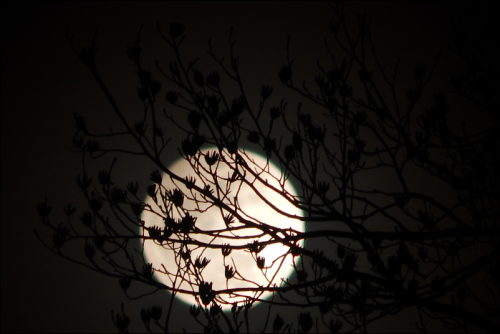 leperwitchphotos: Last night’s snow moon obscured by little tree blossoms. 02/10/17