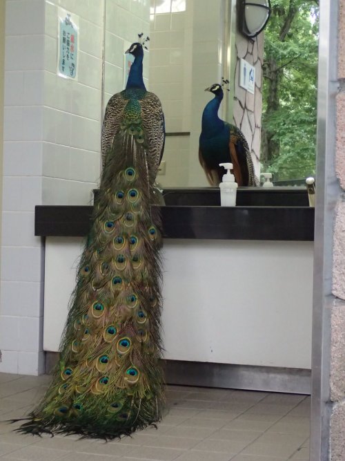 portentous-offerings:  graceless-goddess:  hennynut:  Who is she?  Where’s her Vogue spread?  This is a male bird, in the male toilets. 