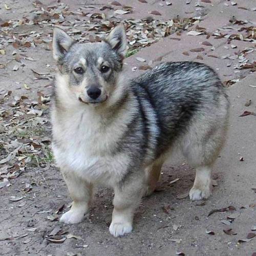 Sex awwww-cute:  The rare Swedish Vallhund. They’re pictures