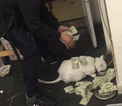disgustinganimals:actual video capture from the upper level of the NY stock exchange trading floor. this is where your money’s going folks.   @sft425