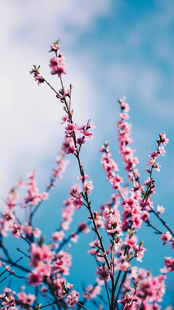 Featured image of post Flores Papel De Parede Celular Tumblr Vasculhando na internet voc encontra muita coisa legal o papel de parede para celular tumblr pode te ajudar a encontrar modelos muito imagens para papel de parede celular feminino flores e rosas