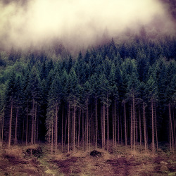 brutalgeneration:  Misty topping by Cecilie Bannow on Flickr.