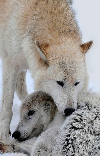 wild-heartedx:Wolf(urs_witschi)