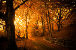 autumnfaery:  Golden Autumn Light in autumn