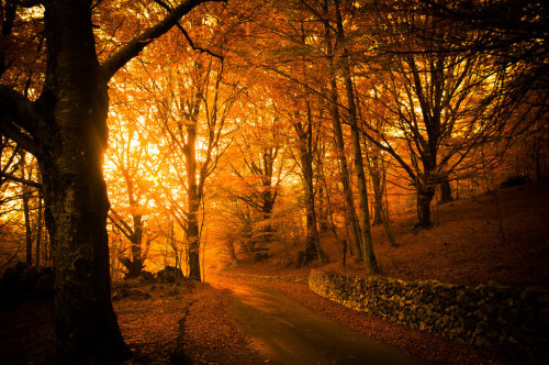 autumnfaery:  Golden Autumn Light in autumn forest by wildfox76  