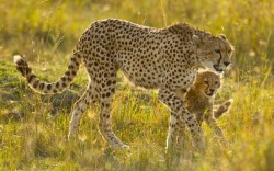 Long-legged beauty (Cheetah with her cub,