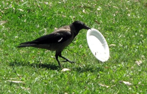 XXX bestianatura:  crows are fantastic… photo