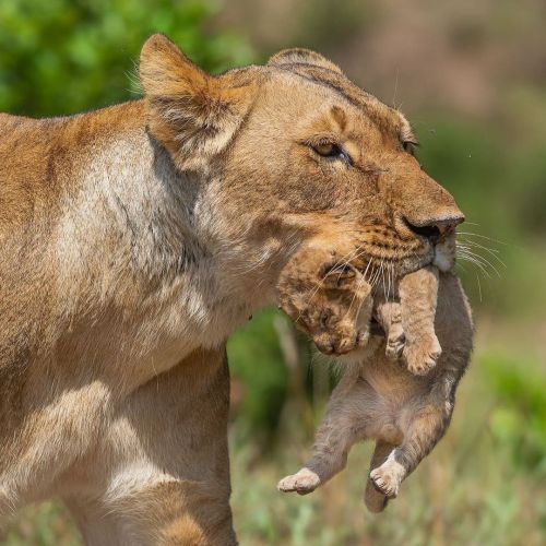 Lion Cub Metro! Masai Mara, Kenya  * Follow top notch #wildographer  @olavthoklephotography for regu