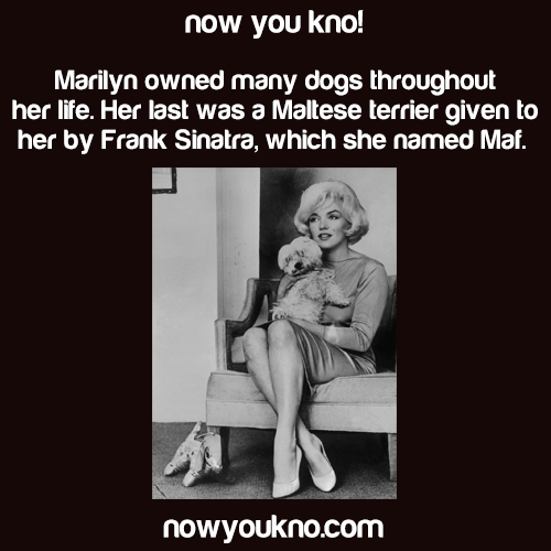 nowyoukno:  Now You Know more about Marilyn Monroe. 