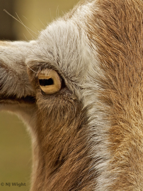 Thanks for playing along.
The answers…
“They are all more intelligent than an American toddler.”
“eyeball pupil thingy” (see above)
“freakish eyeballs”
“They are all animals." uh-oh
"All have at least tissue level organization, unlike sponges who do...