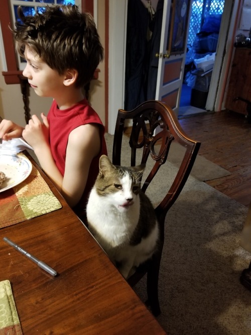 goddess-of-death-and-cats: My son’s big brother decided he wanted to join us for dinner. @most