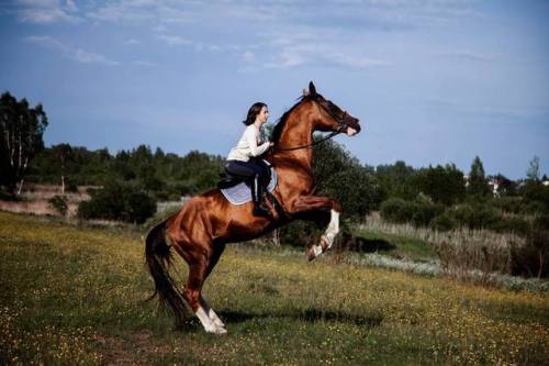 Tagil 307Tibul x GutsulkaRussian Don, Stallion16.3hhBorn 2007