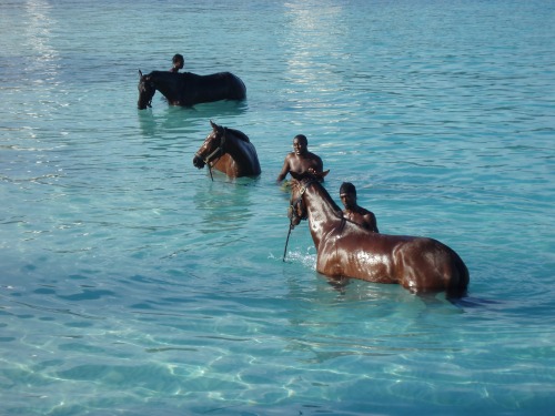 De férias em Barbados, vimos três belos homens nativos lavando seus cavalos no mar calm