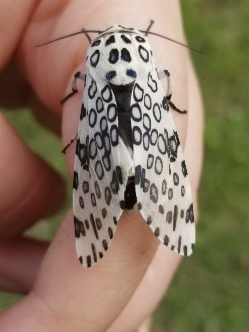 bugkeeping:new friend! a giant leopard moth