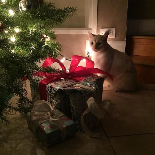 Dexter is helping me wrap 🎁 by 6feetofsunshine