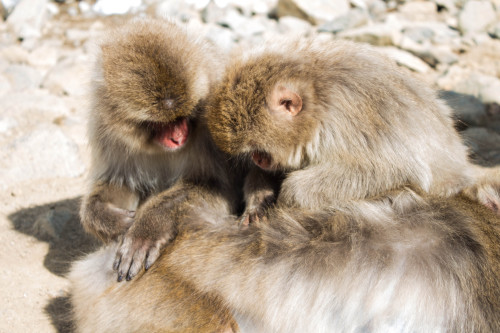 Snow Monkeys cleaning themselves 