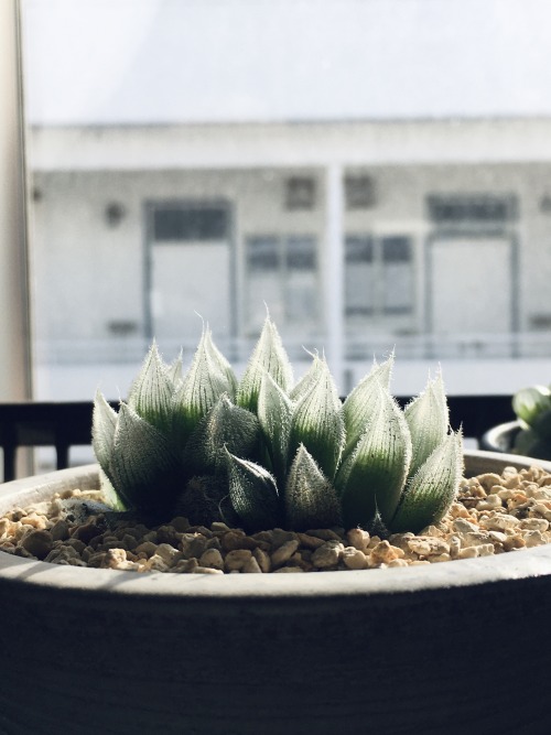 2019.12.6Haworthia cooperi var. venustaハオルチア ベヌスタ先端がクリーム搾ったみたいにツンツンしててかわいい気温が氷点下になってきたので多肉たちは全て家の中に入