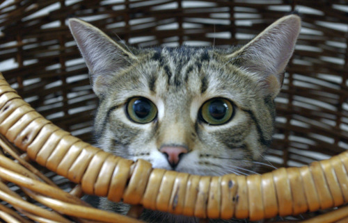 catsbeaversandducks:  “Hey, kid!… Psst!… Wanna buy some catnip?” (Please click on each photo for sources)