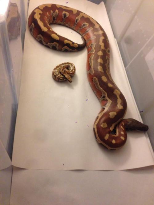 sabletsnakes:big sausage makes smaller sausagemore news at 11