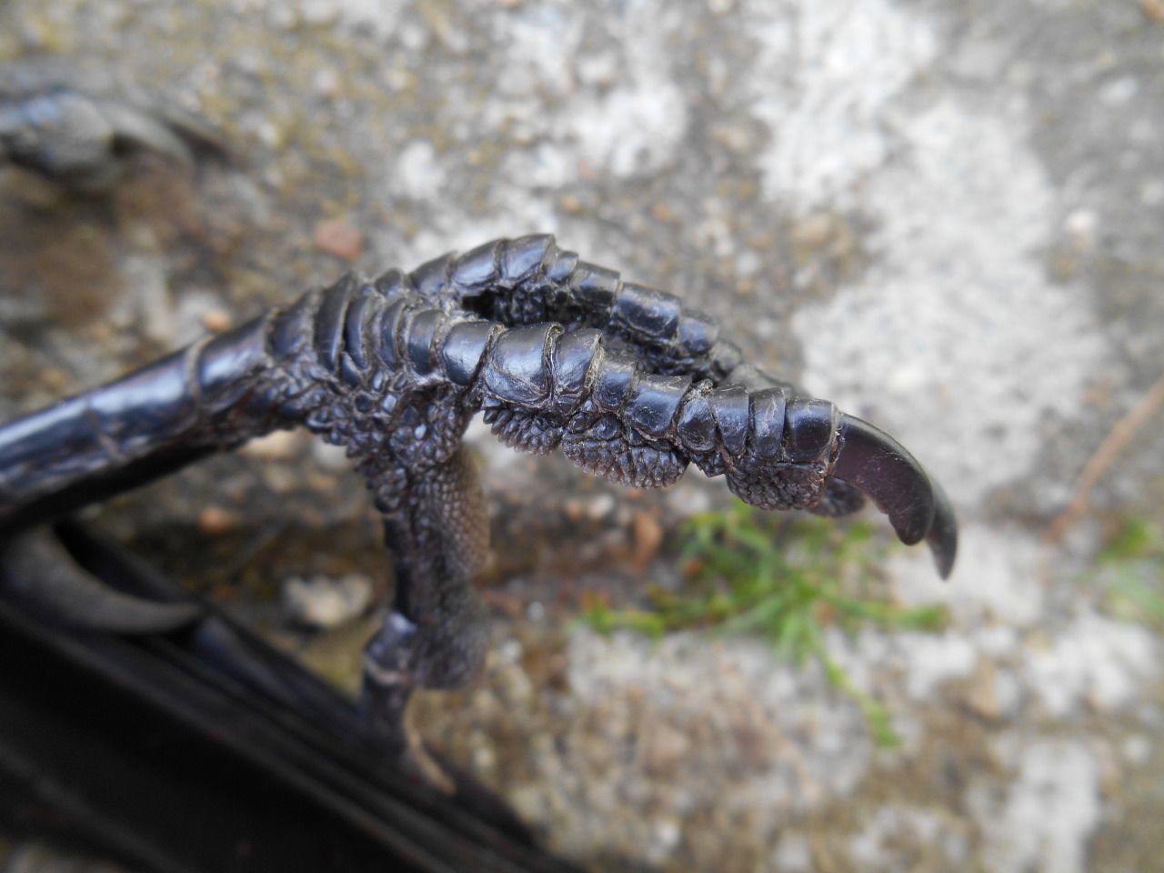 artofmaquenda:  There were some people interested in more views of the jackdaw legs,