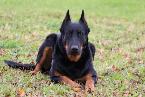 livestockguardiangod: Tibone Jolie Soraya by Django RN, Beauceron, source