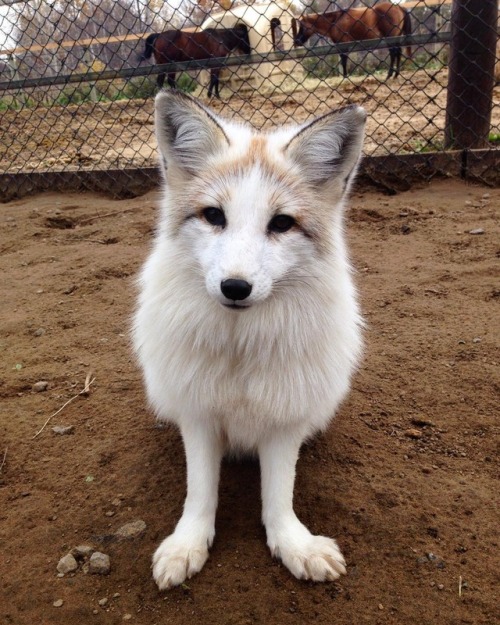 everythingfox:Khala the Fox