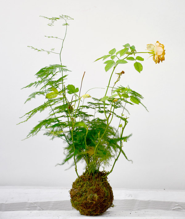 Asparagus Fern Plumosa Kokedama