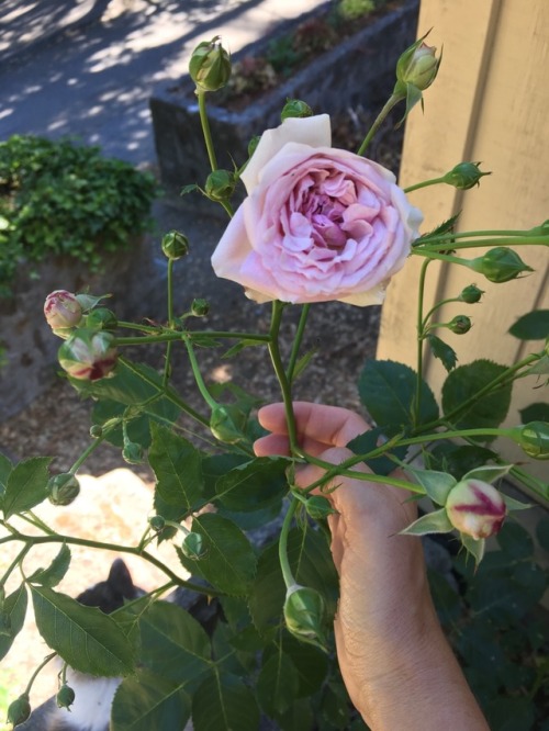 This week in the garden: lisianthus, roses, and a kitty drinking from the garden hose.