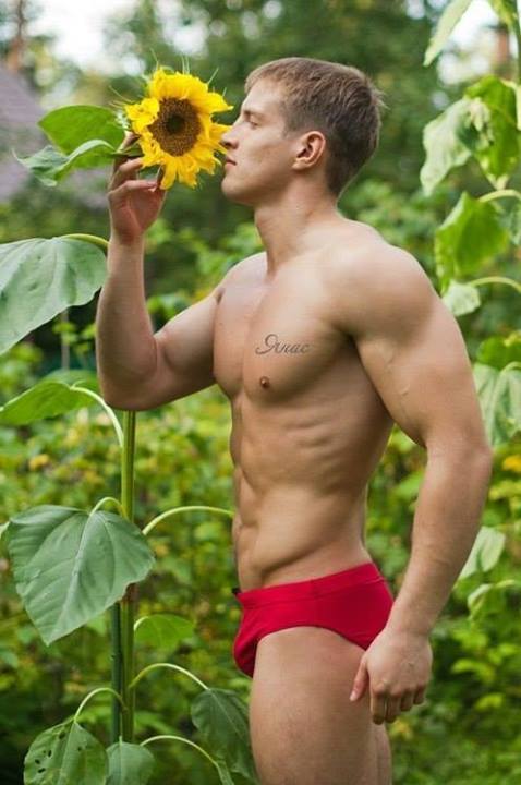 undiegasm:  Sunflower