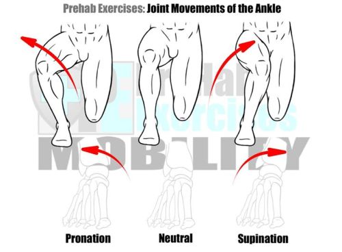 MyoActive ?Ankle Prehab Speed And Agility Both Rely On The Ankles