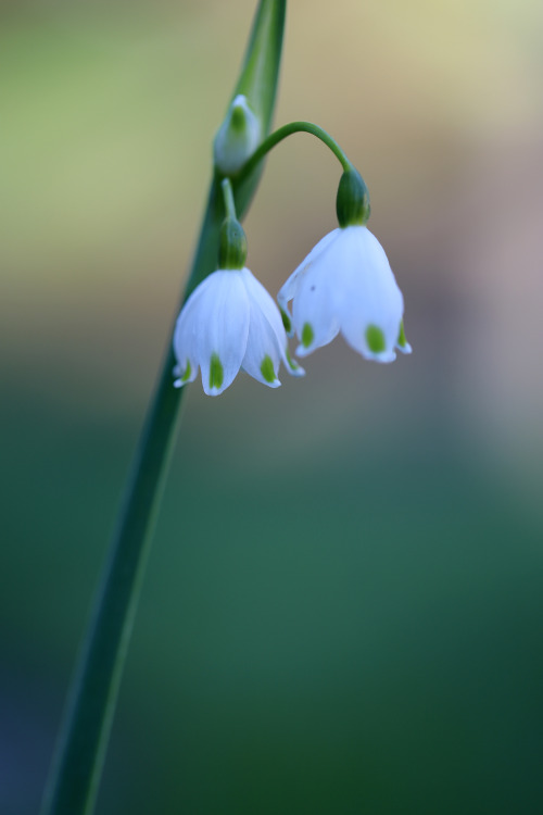 On this day. Värmland, Sweden (May 21, 2021).