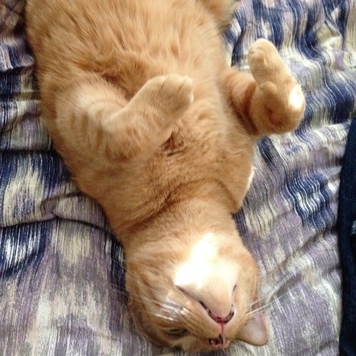 laundryaisandrea:chasingcoolness: Can’t do laundry without this guy rolling around in it #cats