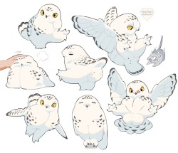 dndizzy:  hiyoratory: snowy owl Cuties 
